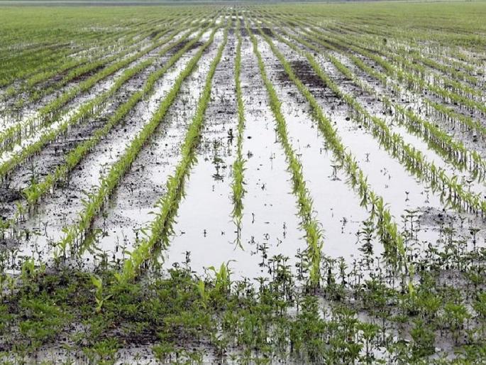 Immediately complete panchnamas of damaged crops, orders of Nagpur District Magistrates | नुकसानग्रस्त शेतीपिकाचे पंचनामे तातडीने पूर्ण करा, जिल्हाधिकाऱ्यांचे आदेश Immediately complete panchnamas of damaged crops, orders of Nagpur District Magistrates | नुकसानग्रस्त शेतीपिकाचे पंचनामे तातडीने पूर्ण करा, जिल्हाधिकाऱ्यांचे आदेश