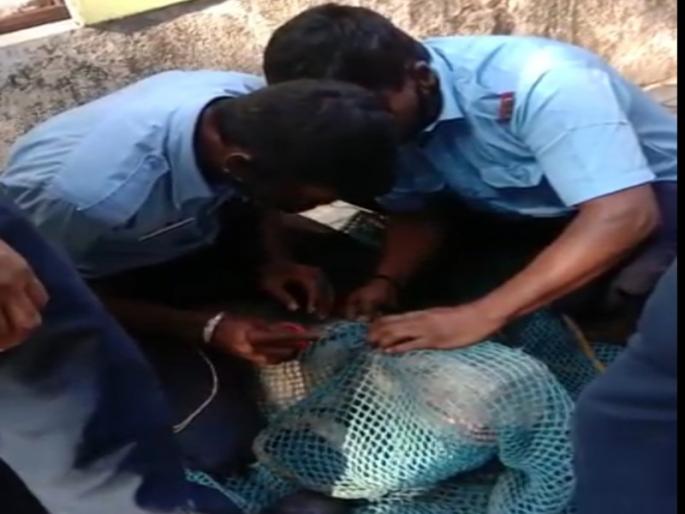 Firefighters performed, and the dog was rescued from a plastic box | अग्निशमन दलाच्या जवानांनी करून दाखवले, अन कुत्र्याला प्लास्टिक डब्यातून सुखरूप सोडवले Firefighters performed, and the dog was rescued from a plastic box | अग्निशमन दलाच्या जवानांनी करून दाखवले, अन कुत्र्याला प्लास्टिक डब्यातून सुखरूप सोडवले