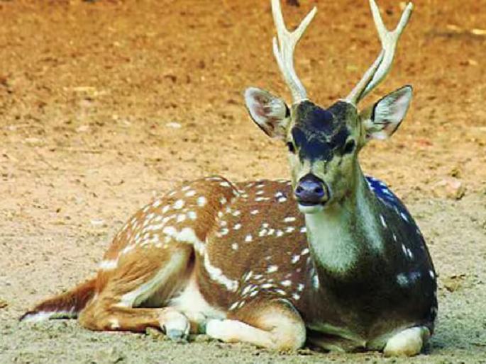 two arrested eating deer meat in hotel | हॉटेलात हरिणाच्या मांसावर मारला ताव, दोघांना अटक two arrested eating deer meat in hotel | हॉटेलात हरिणाच्या मांसावर मारला ताव, दोघांना अटक