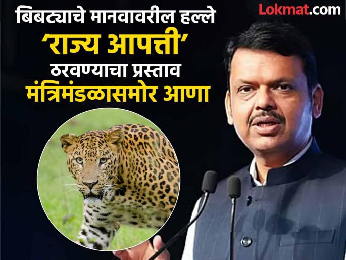Take help of drones Increase cages vehicles manpower sterilize leopards Devendra Fadnavis directs | ड्रोनची मदत घ्या! पिंजरे, वाहने, मनुष्यबळ वाढवा, बिबट्यांची नसबंदी करा; देवेंद्र फडणवीस यांचे निर्देश