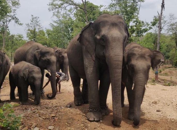 Ajit elephant get angry at Kamalapur in Gadchiroli district | गडचिरोली जिल्ह्यातील कमलापूर येथे अजित हत्तीचा धुमाकूळ