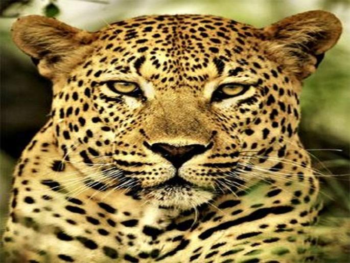 The driver of the vehicle was killed | वाहनाच्या धडकेत बिबट्या ठार The driver of the vehicle was killed | वाहनाच्या धडकेत बिबट्या ठार