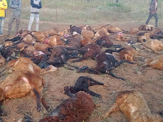 Bibeta attack kills 3 sheep in Sachri taluka | साक्री तालुक्यातील इच्छापुर येथे बिबट्याच्या हल्ल्यात ७१ मेंढ्या मृत्यूमुखी Bibeta attack kills 3 sheep in Sachri taluka | साक्री तालुक्यातील इच्छापुर येथे बिबट्याच्या हल्ल्यात ७१ मेंढ्या मृत्यूमुखी