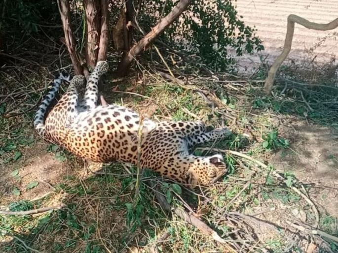 At Humbarde, the stray ghost was trapped in a star fence | हुंबर्डे येथे तारेच्या कुंपणात अडकल्याने बिबट्या गतप्राण At Humbarde, the stray ghost was trapped in a star fence | हुंबर्डे येथे तारेच्या कुंपणात अडकल्याने बिबट्या गतप्राण