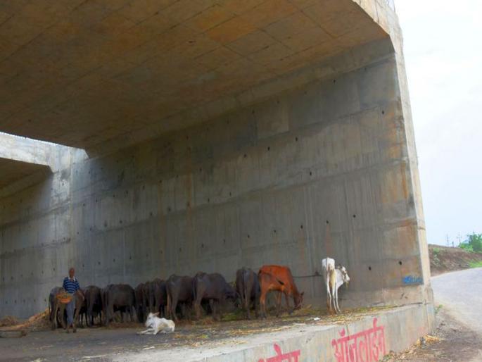 Mukya Jivan got the support of the bridge | मुक्या जिवांना मिळाला पुलाचा आधार