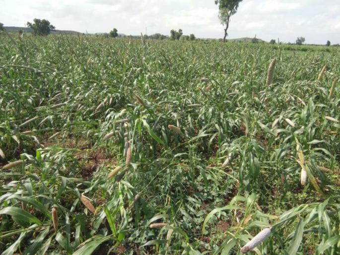 Due to the rains and heavy storms in Malpur, the bajra crop is disrupted | मालपूरला पाऊस व जोरदार वादळी वाºयामुळे बाजरी पीक आडवे Due to the rains and heavy storms in Malpur, the bajra crop is disrupted | मालपूरला पाऊस व जोरदार वादळी वाºयामुळे बाजरी पीक आडवे