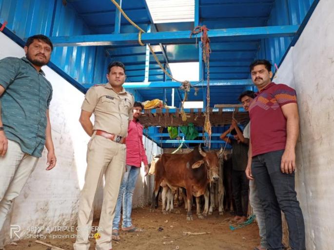 21 lakh worth of goods seized along with cattle trucks | गुरांची वाहतूक करणाऱ्या ट्रकसह २१ लाखांचा मुद्देमाल हस्तगत 21 lakh worth of goods seized along with cattle trucks | गुरांची वाहतूक करणाऱ्या ट्रकसह २१ लाखांचा मुद्देमाल हस्तगत