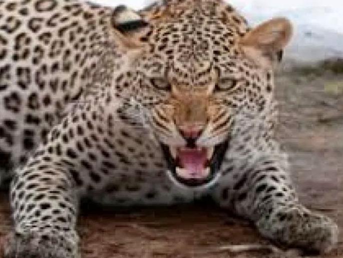 A cow is killed in a leopard attack at Khudane | खुडाणे येथे बिबट्याच्या हल्ल्यात गायीचा फडशा A cow is killed in a leopard attack at Khudane | खुडाणे येथे बिबट्याच्या हल्ल्यात गायीचा फडशा