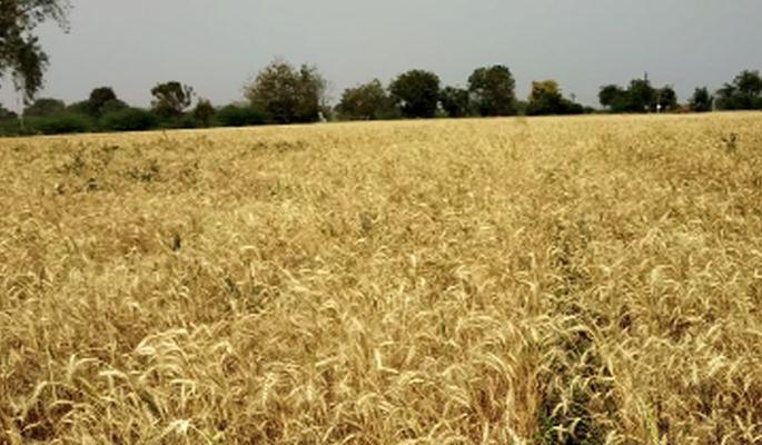 Loss of wheat crop in textile camps, farmers in crisis | कापडणे शिवारात गव्हाचे पीक तोट्यात, शेतकरी संकटात