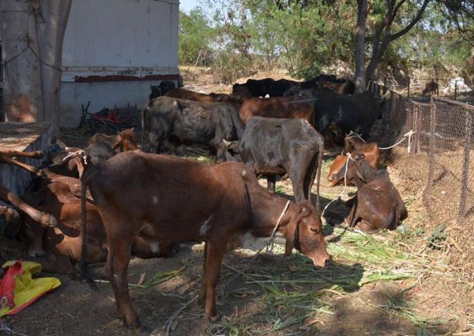 Devpur police vigilance reveals cattle smuggling | देवपूर पोलिसांची सतर्कता गुरांची तस्करी केली उघड Devpur police vigilance reveals cattle smuggling | देवपूर पोलिसांची सतर्कता गुरांची तस्करी केली उघड