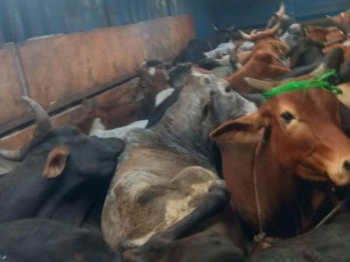 Thalner police alert, cattle smuggling revealed | थाळनेर पोलिसांची सतर्कता, गुरांची तस्करी केली उघड Thalner police alert, cattle smuggling revealed | थाळनेर पोलिसांची सतर्कता, गुरांची तस्करी केली उघड