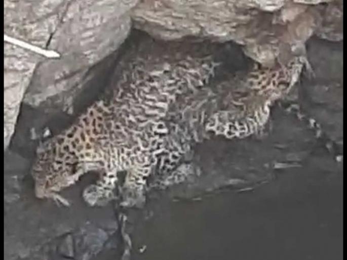 Two leopards lying in the well safe, successful performance of the forest department | विहिरीत पडलेले दोन बिबटे सुखरुप, वन विभागाची यशस्वी कामगिरी