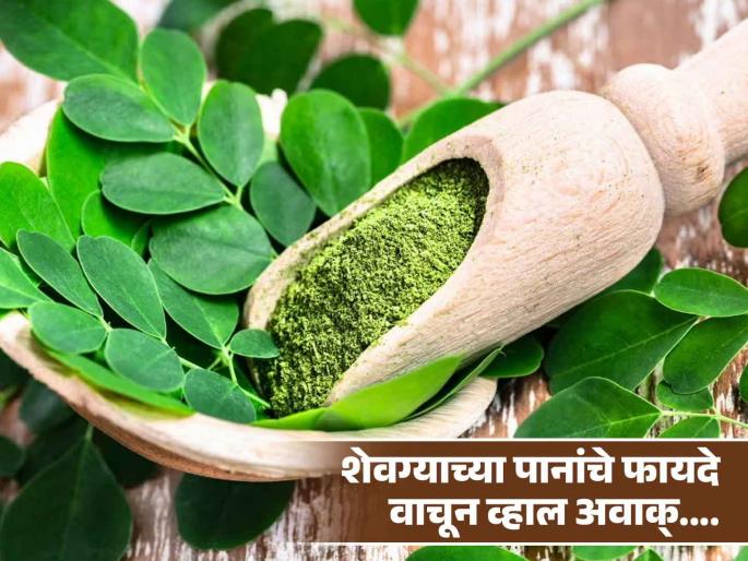 Amazing health benefits of drum stick or moringa leaves | आयुर्वेदात शेवग्याला मानलं जातं सुपरफूड, फक्त शेंगाच नाही तर पानांपासूनही मिळतात फायदे! Amazing health benefits of drum stick or moringa leaves | आयुर्वेदात शेवग्याला मानलं जातं सुपरफूड, फक्त शेंगाच नाही तर पानांपासूनही मिळतात फायदे!