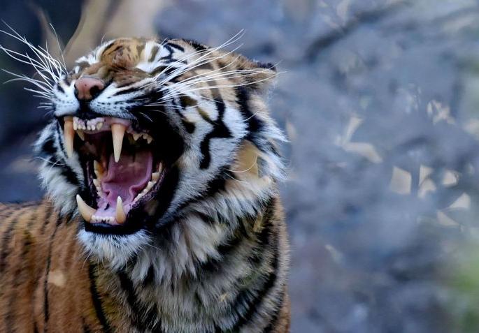 Tendupatta woman laborer killed in tiger attack in Chandrapur district | चंद्रपूर जिल्ह्यात वाघाच्या हल्ल्यात तेंदूपत्ता महिला मजूर ठार Tendupatta woman laborer killed in tiger attack in Chandrapur district | चंद्रपूर जिल्ह्यात वाघाच्या हल्ल्यात तेंदूपत्ता महिला मजूर ठार
