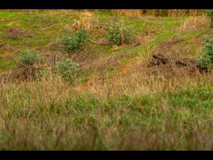 Optical illusion : Find the leopard hiding in the grass | या फोटोतील गवतामध्ये लपला आहे एक बिबट्या, तीक्ष्ण डोळे असतील तरच शोधू शकाल! Optical illusion : Find the leopard hiding in the grass | या फोटोतील गवतामध्ये लपला आहे एक बिबट्या, तीक्ष्ण डोळे असतील तरच शोधू शकाल!