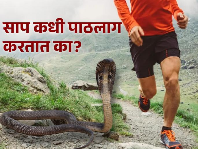 Do snakes ever chase humans? Snake expert revealed | साप कधी मनुष्यांचा पाठलाग करतात का? स्नेक एक्सपर्टने केला खुलासा Do snakes ever chase humans? Snake expert revealed | साप कधी मनुष्यांचा पाठलाग करतात का? स्नेक एक्सपर्टने केला खुलासा
