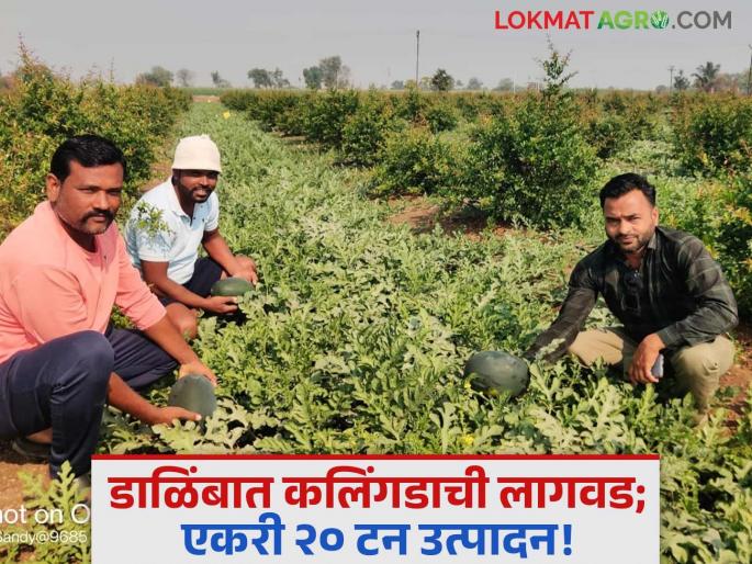 pune Farmer pomegranate cultivation intercropping of watermelon success acre 25 tonn production | Farmer Success Story : पुण्यातील शेतकऱ्याने केले डाळिंबाच्या बागेत कलिंगडाचे आंतरपीक! एकरी २० टन उत्पादन pune Farmer pomegranate cultivation intercropping of watermelon success acre 25 tonn production | Farmer Success Story : पुण्यातील शेतकऱ्याने केले डाळिंबाच्या बागेत कलिंगडाचे आंतरपीक! एकरी २० टन उत्पादन