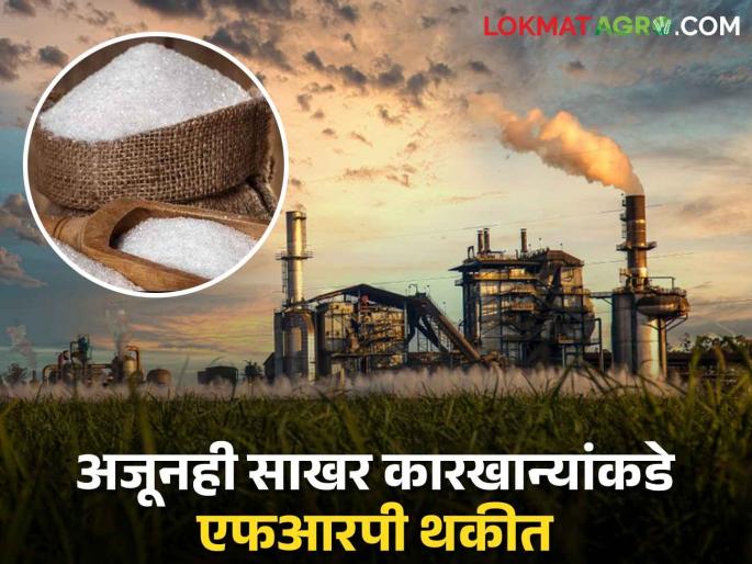 Sugarcane FRP: Farmers do not get FRP even after the fall season! How much is due with factories? | Sugarcane FRP : गळीत हंगाम संपूनही शेतकऱ्यांना FRP मिळेना! कारखान्यांकडे किती आहे थकबाकी? Sugarcane FRP: Farmers do not get FRP even after the fall season! How much is due with factories? | Sugarcane FRP : गळीत हंगाम संपूनही शेतकऱ्यांना FRP मिळेना! कारखान्यांकडे किती आहे थकबाकी?