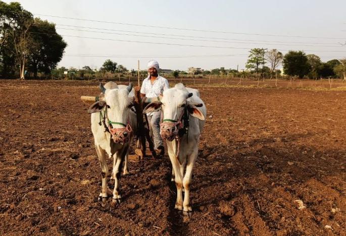 Finally, after a quarter of a month, the grain was credited to the farmers' accounts | अखेर सव्वा महिन्यांनी शेतकऱ्यांच्या खात्यात धानाचे चुकारे जमा Finally, after a quarter of a month, the grain was credited to the farmers' accounts | अखेर सव्वा महिन्यांनी शेतकऱ्यांच्या खात्यात धानाचे चुकारे जमा