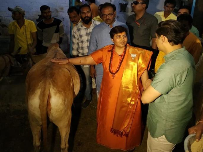 Cow urine cures cancer, claims Sadhvi Pragya Singh | गोमुत्राने कॅन्सर बरा होतो, साध्वी प्रज्ञा सिंह यांचा दावा Cow urine cures cancer, claims Sadhvi Pragya Singh | गोमुत्राने कॅन्सर बरा होतो, साध्वी प्रज्ञा सिंह यांचा दावा