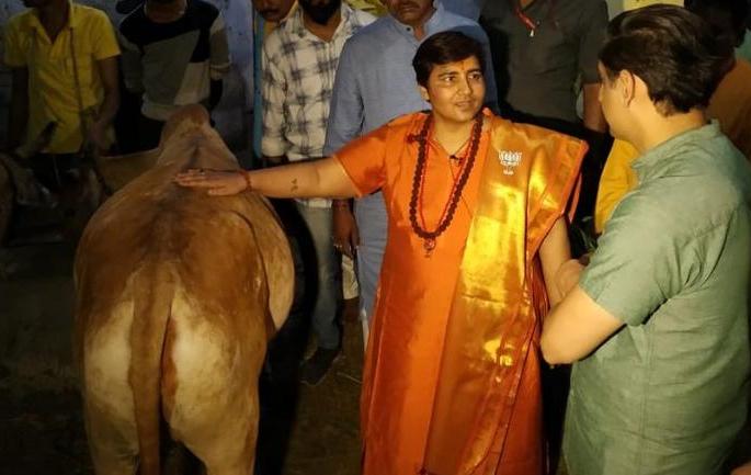 cow urine claims that cancer is being cured, its wrong say medical experts | गोमुत्राने कर्करोग बरा होत असल्याचा दावा चुकीचा, वैद्यकीय क्षेत्रातील तज्ज्ञांची नाराजी cow urine claims that cancer is being cured, its wrong say medical experts | गोमुत्राने कर्करोग बरा होत असल्याचा दावा चुकीचा, वैद्यकीय क्षेत्रातील तज्ज्ञांची नाराजी