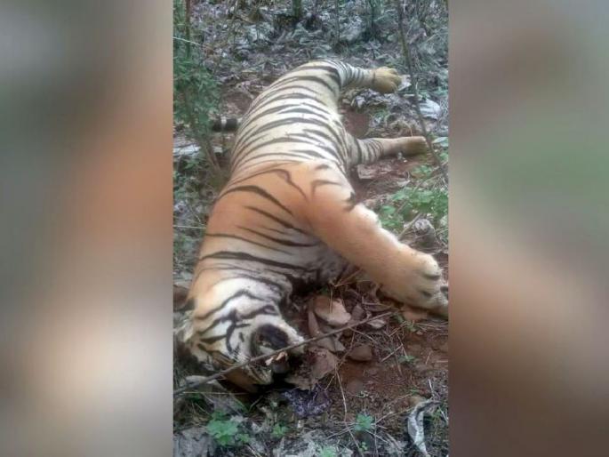 Tiger found dead in Tipeshwar sanctuary | टिपेश्वर अभयारण्यात वाघ मृतावस्थेत आढळला Tiger found dead in Tipeshwar sanctuary | टिपेश्वर अभयारण्यात वाघ मृतावस्थेत आढळला