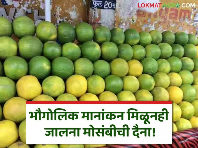 Jalna Mosambi Despite Mosambi having GI taging we uprooted mosambi tree JCBs" | Jalna Mosambi : "मोसंबीला GI मानांकन असूनही आम्ही जेसीबी लावून बागा उपटून टाकल्या" Jalna Mosambi Despite Mosambi having GI taging we uprooted mosambi tree JCBs" | Jalna Mosambi : "मोसंबीला GI मानांकन असूनही आम्ही जेसीबी लावून बागा उपटून टाकल्या"