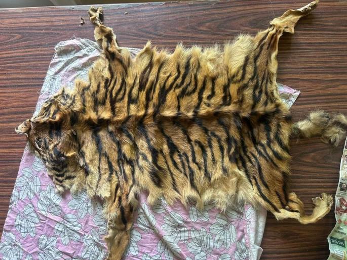 Forest department foiled tiger skin smuggling; two accused of Chandrapur arrested | वन विभागाने हाणून पाडली वाघाच्या चामड्याची तस्करी, चंद्रपुरातील दोघांना अटक Forest department foiled tiger skin smuggling; two accused of Chandrapur arrested | वन विभागाने हाणून पाडली वाघाच्या चामड्याची तस्करी, चंद्रपुरातील दोघांना अटक