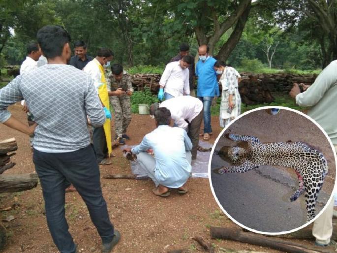 A seven-year-old female leopard died on the spot after being hit by a heavy vehicle | अवजड वाहनाच्या धडकेत सात वर्षीय मादा बिबट जागीच ठार
