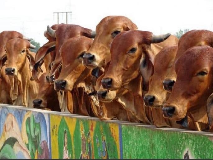 Start Govansh Govardhan Seva Kendra; Get subsidy up to 25 lakhs; Opportunity for qualified candidates | गोवंश गोवर्धन सेवा केंद्र सुरू करा; २५ लाखापर्यंत अनुदान घ्या; पात्रताधारकांना संधी Start Govansh Govardhan Seva Kendra; Get subsidy up to 25 lakhs; Opportunity for qualified candidates | गोवंश गोवर्धन सेवा केंद्र सुरू करा; २५ लाखापर्यंत अनुदान घ्या; पात्रताधारकांना संधी