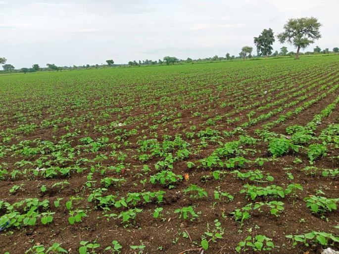 2.39 lakh hectare area of ​​soybean has been sown in Amravati district | भिजलं सार रान, पिकांना जीवदान; खरिपाची आतापर्यंत ६.२७ लाख हेक्टरमध्ये पेरणी