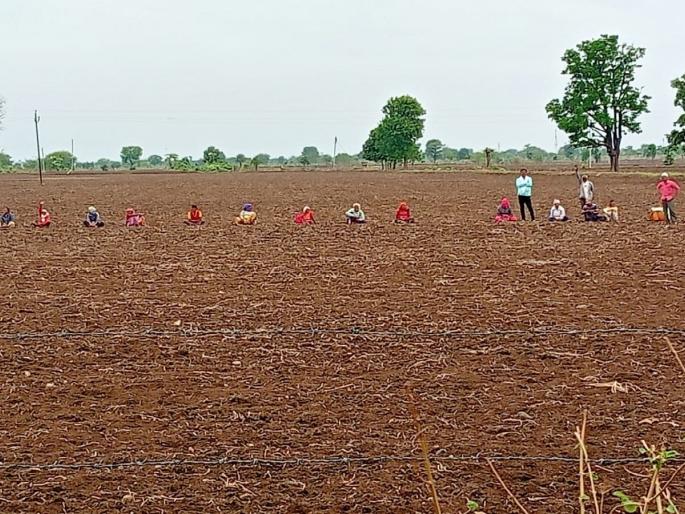 farmers lost patience, cotton cultivation started; near 15 thousand hectares of cotton has been cultivated in Amravati district | बळीराजाचा संयम सुटला, कपाशीची लागवड सुरू   farmers lost patience, cotton cultivation started; near 15 thousand hectares of cotton has been cultivated in Amravati district | बळीराजाचा संयम सुटला, कपाशीची लागवड सुरू