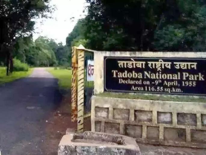 Abuse of forest range officer by hikers in Tadoba buffer; A case has been registered against three | ताडोबा बफरमध्ये फिरणाऱ्यांकडून वनपरिक्षेत्र अधिकाऱ्यास शिवीगाळ; तिघांविरूद्ध गुन्हा दाखल