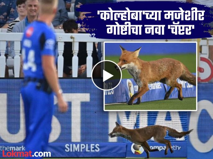 Fox Invades Pitch Halts Hundred Match At Lords In Viral Moment Watch Video Here | ...अन् धूर्त कोल्होबानं क्रिकेटच्या पंढरीतील Live मॅच थांबवली, नेमकं काय घडलं?