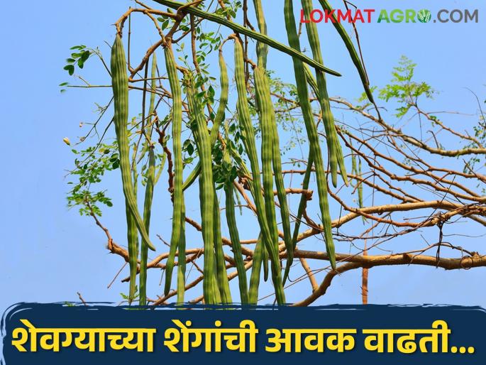 Grooming the pods of fenugreek? Find out what's going on dear... | शेवग्याच्या शेंगांचं वरण करताय? जाणून घ्या काय चाललेत भाव...