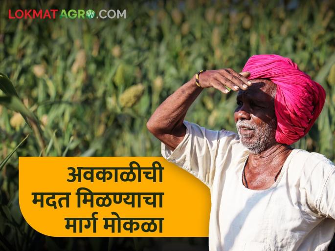 Clear the way to get money for bad weather, hail, farmers will get help up to three hectares | अवकाळी, गारपीटीचे पैसे मिळण्याचा मार्ग मोकळा, शेतकऱ्यांना मिळणार तीन हेक्टरपर्यंत मदत Clear the way to get money for bad weather, hail, farmers will get help up to three hectares | अवकाळी, गारपीटीचे पैसे मिळण्याचा मार्ग मोकळा, शेतकऱ्यांना मिळणार तीन हेक्टरपर्यंत मदत