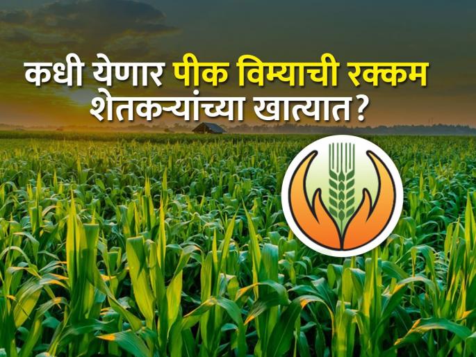 Paving way for crop insurance, share of state distributed to insurance companies | आनंदाची बातमी! शेतकऱ्यांना लवकरच मिळणार पीक विम्याची रक्कम? Paving way for crop insurance, share of state distributed to insurance companies | आनंदाची बातमी! शेतकऱ्यांना लवकरच मिळणार पीक विम्याची रक्कम?