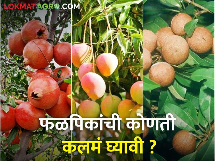 Saffron Pomegranate Why Sardar Peru, Which Graft to Take? Millions of plants are being prepared here | भगवा डाळिंब का सरदार पेरू, कोणते कलम घ्यावे? इथे तयार होताहेत लाखो रोपे