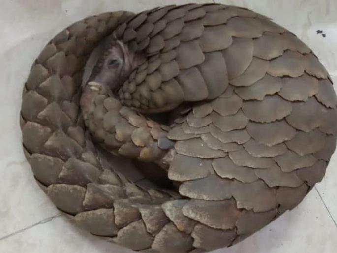Three arrested for selling Pangolin | खवल्या मांजराची विक्रीसाठी आलेल्या तिघांना अटक Three arrested for selling Pangolin | खवल्या मांजराची विक्रीसाठी आलेल्या तिघांना अटक