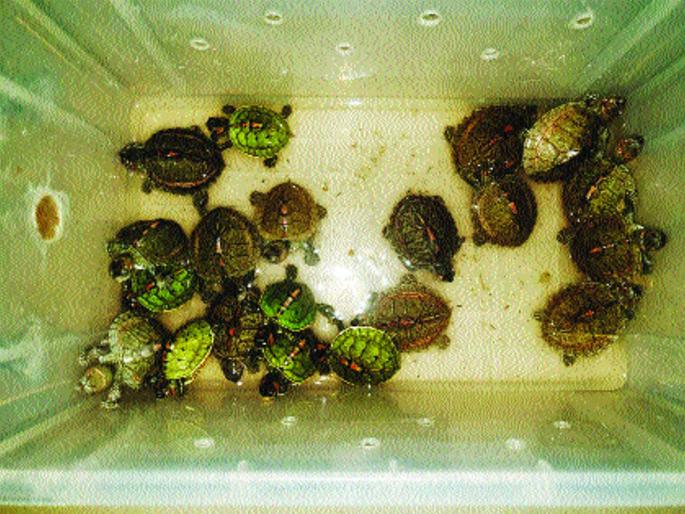 Crawford Market: A parrot and 20 cousins released for smuggling | क्रॉफर्ड मार्केट : तस्करीसाठी आणलेल्या एक पोपट आणि २० कासवांची सुटका