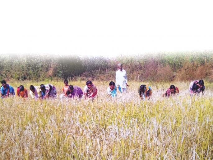 Dadaji khobragade inventor of HMT rice bread | दादाजी