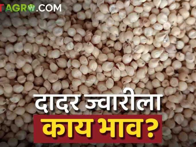 Latest News Todays Jawar Bajarbhav In sangli market yard check sorghum market price | Jawar Bajarbhav : सांगली बाजारात शाळू ज्वारीला काय भाव मिळतोय? वाचा आजचे बाजारभाव Latest News Todays Jawar Bajarbhav In sangli market yard check sorghum market price | Jawar Bajarbhav : सांगली बाजारात शाळू ज्वारीला काय भाव मिळतोय? वाचा आजचे बाजारभाव