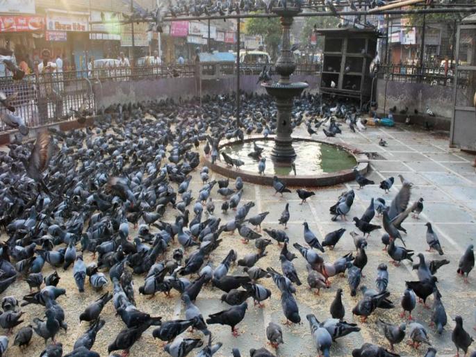 Pigeon droppings cause serious lung diseases in children Pulmonologist Dr Sujit Rajan affidavit in the Bombay High Court | कबुतरांच्या विष्ठेमुळे मुलांना फप्फुसाचे गंभीर आजार; फायब्रोसिसवर औषधेही परिणामकारक ठरत नाहीत Pigeon droppings cause serious lung diseases in children Pulmonologist Dr Sujit Rajan affidavit in the Bombay High Court | कबुतरांच्या विष्ठेमुळे मुलांना फप्फुसाचे गंभीर आजार; फायब्रोसिसवर औषधेही परिणामकारक ठरत नाहीत