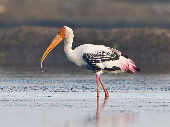 Mumbai: Birdlife descends on Chandrasagar Bay in Dahanu | Mumbai: डहाणूच्या चंद्रसागर खाडीत अवतरले पक्षीवैभव Mumbai: Birdlife descends on Chandrasagar Bay in Dahanu | Mumbai: डहाणूच्या चंद्रसागर खाडीत अवतरले पक्षीवैभव
