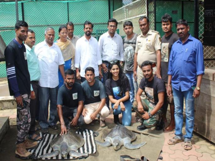 Unique identification code for Turtles; Actor Pooja Sawant visits the center | कासवांना युनिक आयडेंटिटी कोड; अभिनेत्री पूजा सावंतची केंद्राला भेट Unique identification code for Turtles; Actor Pooja Sawant visits the center | कासवांना युनिक आयडेंटिटी कोड; अभिनेत्री पूजा सावंतची केंद्राला भेट