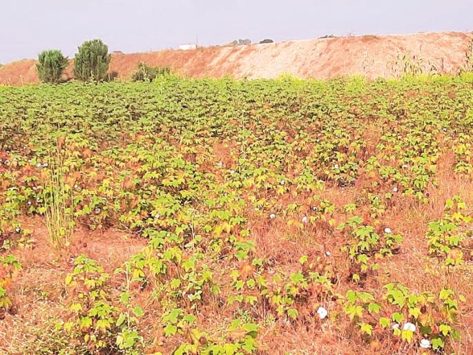 The millet turned black with a return of rain; Onion seedlings | परतीच्या पावसाने बाजरी काळी पडली; कांदा रोपे भुईसपाट The millet turned black with a return of rain; Onion seedlings | परतीच्या पावसाने बाजरी काळी पडली; कांदा रोपे भुईसपाट