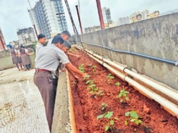 Students of 'Vidyabhushan' in Dahisar have flourished farming on their rooftops | दहिसरमधील ‘विद्याभूषण’च्या विद्यार्थ्यांनी गच्चीवर फुलवली शेती Students of 'Vidyabhushan' in Dahisar have flourished farming on their rooftops | दहिसरमधील ‘विद्याभूषण’च्या विद्यार्थ्यांनी गच्चीवर फुलवली शेती