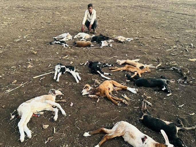 26 sheep killed in leopard attack daund Loss of two and a half to three lakhs | पुणे : बिबट्याच्या हल्ल्यात २६ मेंढ्यांचा मृत्यू; अडीच ते तीन लाखांचे नुकसान 26 sheep killed in leopard attack daund Loss of two and a half to three lakhs | पुणे : बिबट्याच्या हल्ल्यात २६ मेंढ्यांचा मृत्यू; अडीच ते तीन लाखांचे नुकसान