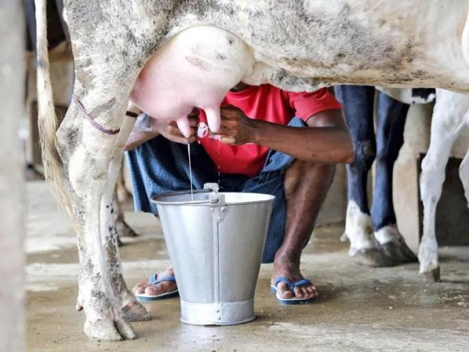 How much milk dose Maharashtra produces in a year | महाराष्ट्रात होते इतक्या दुधाचे उत्पादन; बघा कुठला जिल्हा आहे आघाडीवर How much milk dose Maharashtra produces in a year | महाराष्ट्रात होते इतक्या दुधाचे उत्पादन; बघा कुठला जिल्हा आहे आघाडीवर