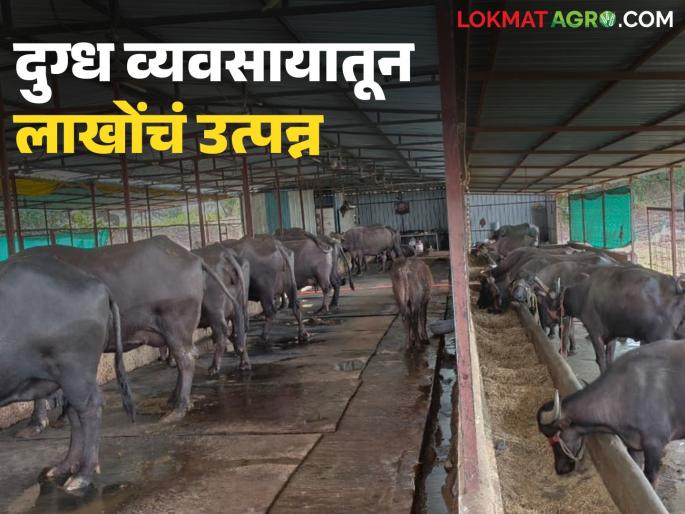 latest news Dairy Farming: 'White Revolution' is resurging in Shelubazar area; Income of lakhs every month | Dairy Farming : शेलूबाजार परिसरात पुन्हा उभारी घेतेय 'श्वेतक्रांती'; दरमहा लाखोंचे उत्पन्न
